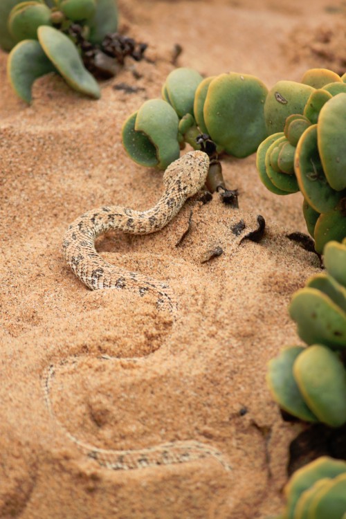 Namibie_LivingDesert_2015_Img0104