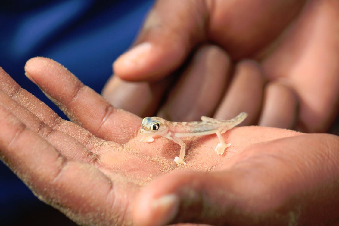 Namibie_LivingDesert_2015_Img0114