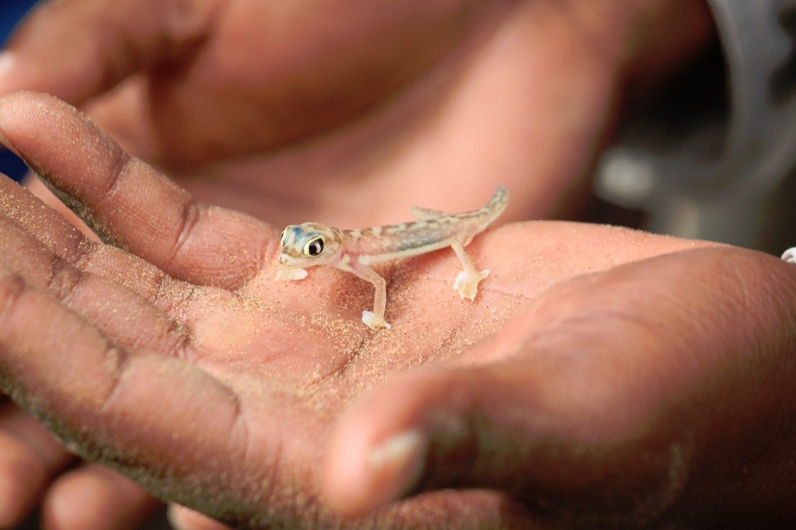 Namibie_LivingDesert_2015_Img0115