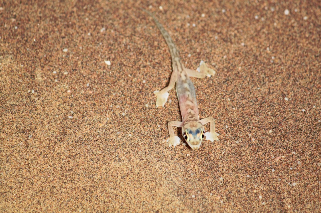 Namibie_LivingDesert_2015_Img0119