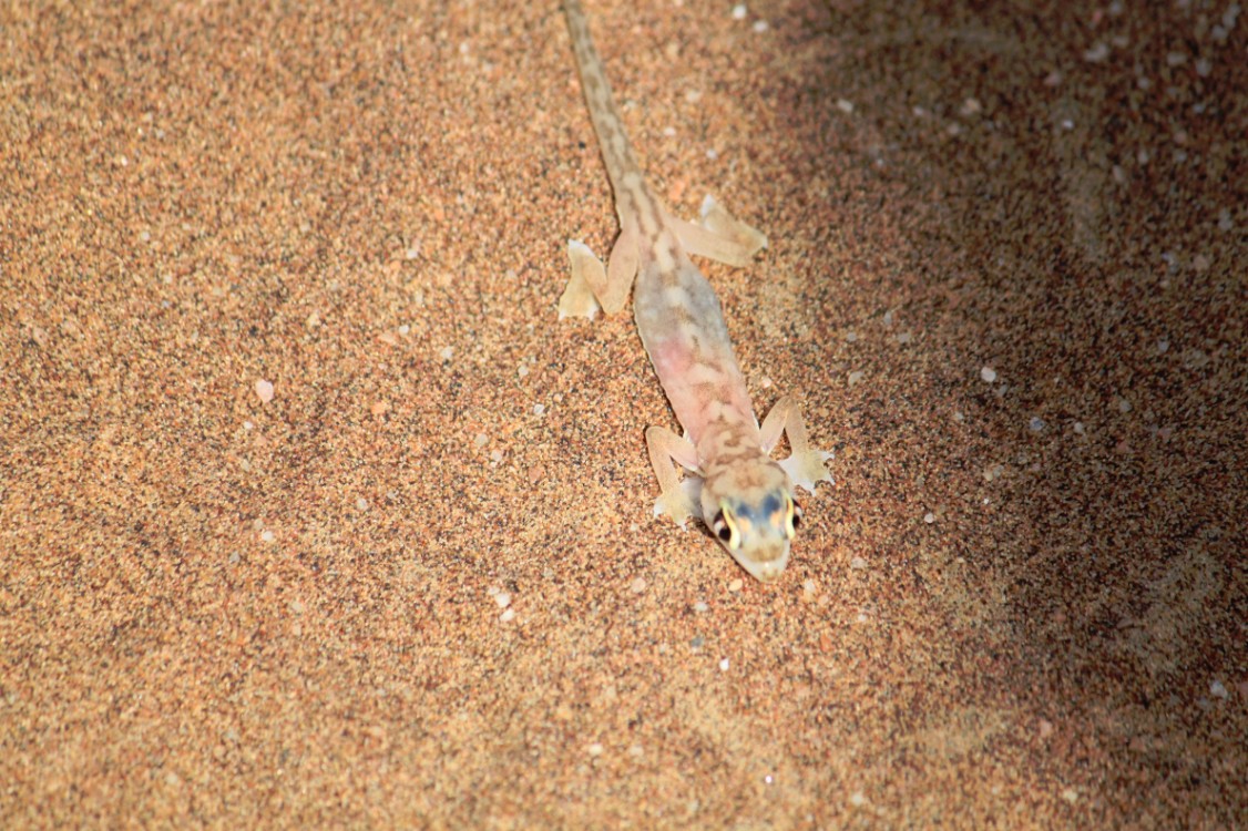 Namibie_LivingDesert_2015_Img0120