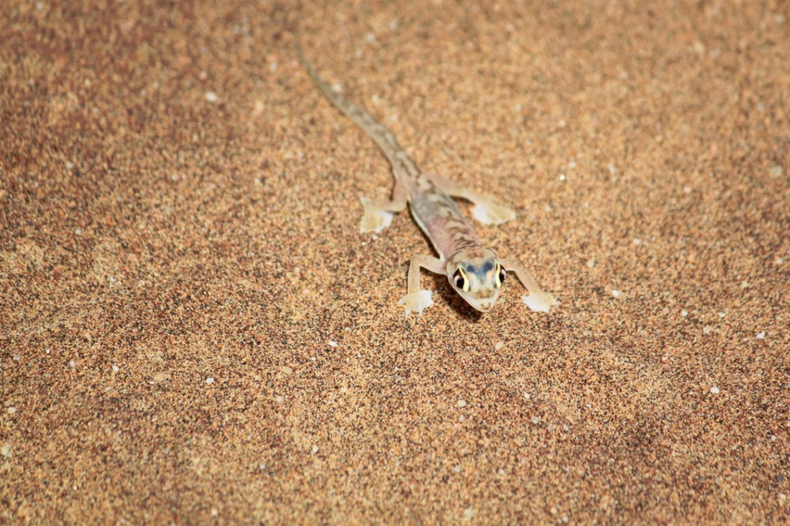 Namibie_LivingDesert_2015_Img0121