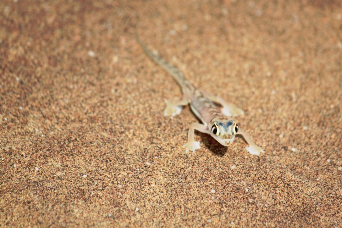 Namibie_LivingDesert_2015_Img0124