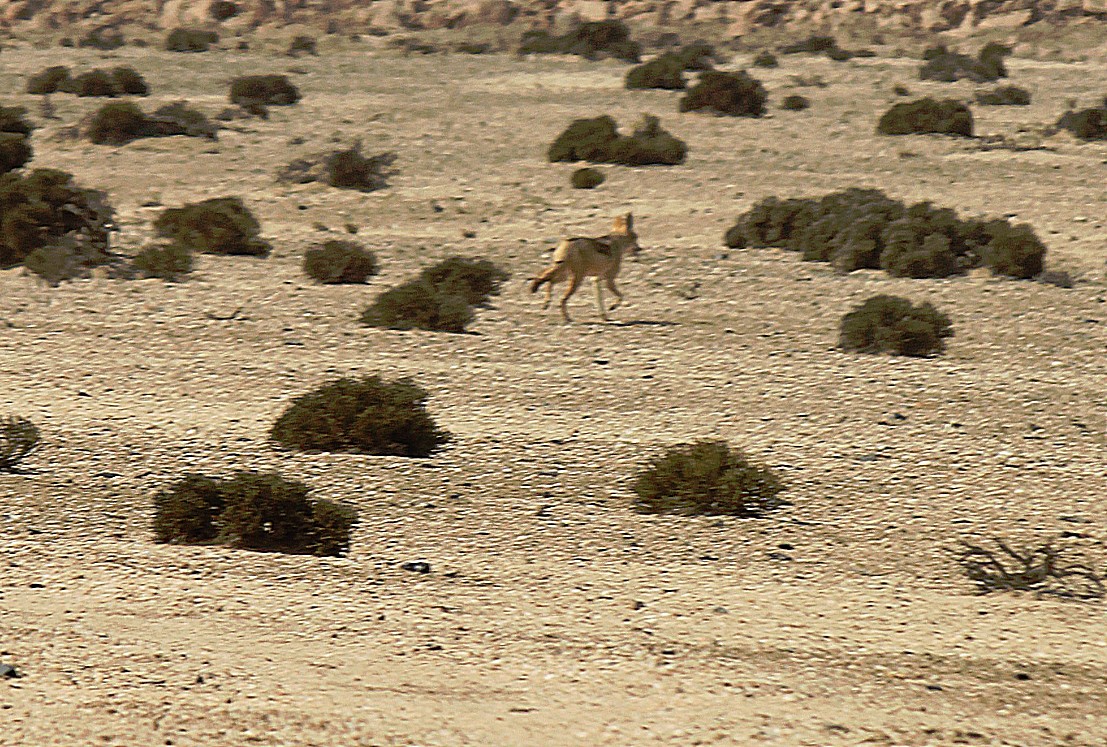 Namibie_LivingDesert_2015_Img0128