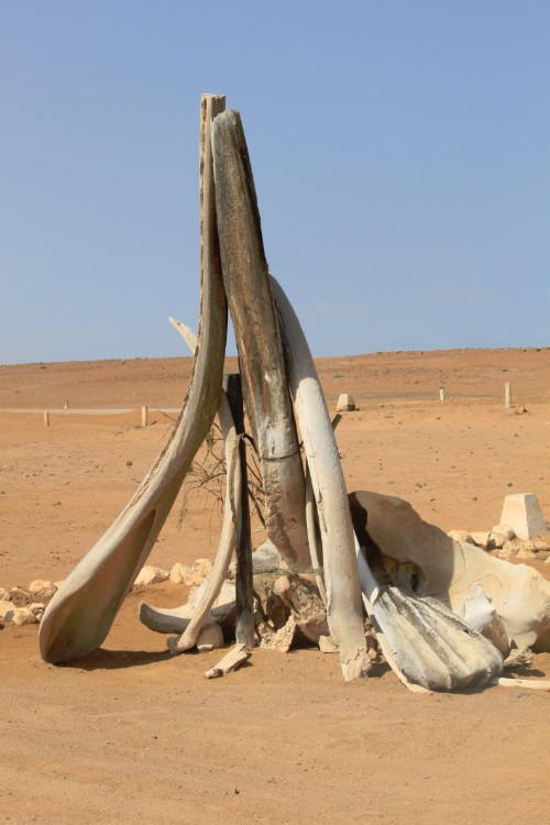 Namibie_SkeletonCoast_2015_Img0020