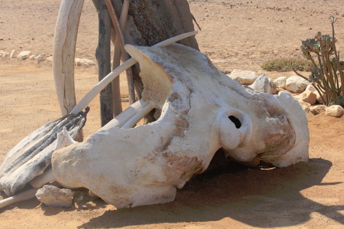 Namibie_SkeletonCoast_2015_Img0021