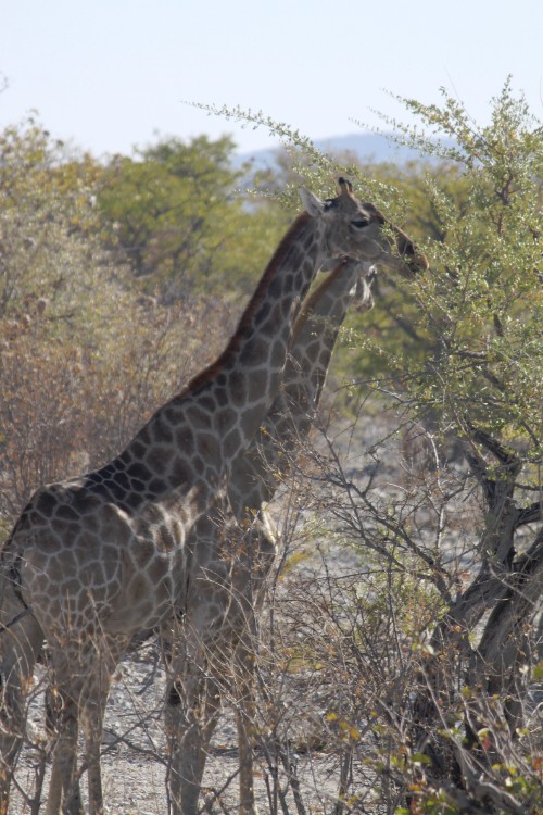 Namibie_Etosha1_2015_Img0001