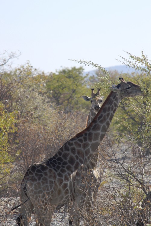 Namibie_Etosha1_2015_Img0002