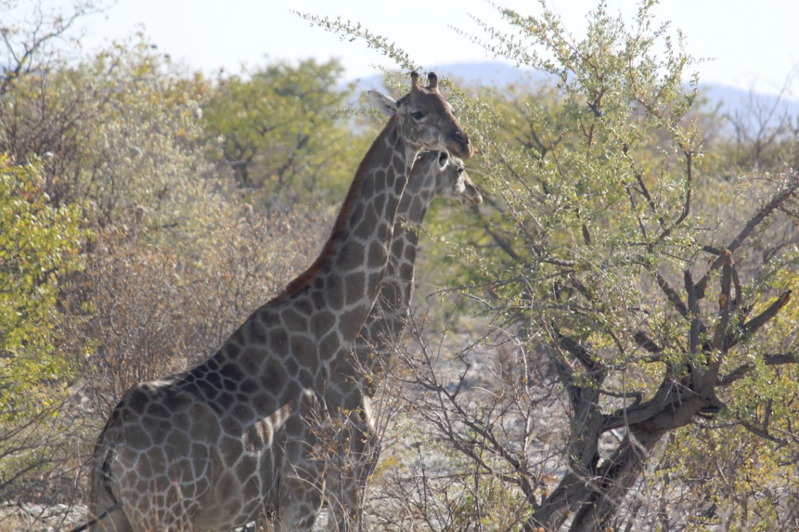 Namibie_Etosha1_2015_Img0003