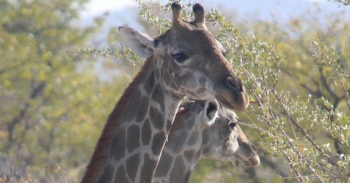 Namibie_Etosha1_2015_Img0004