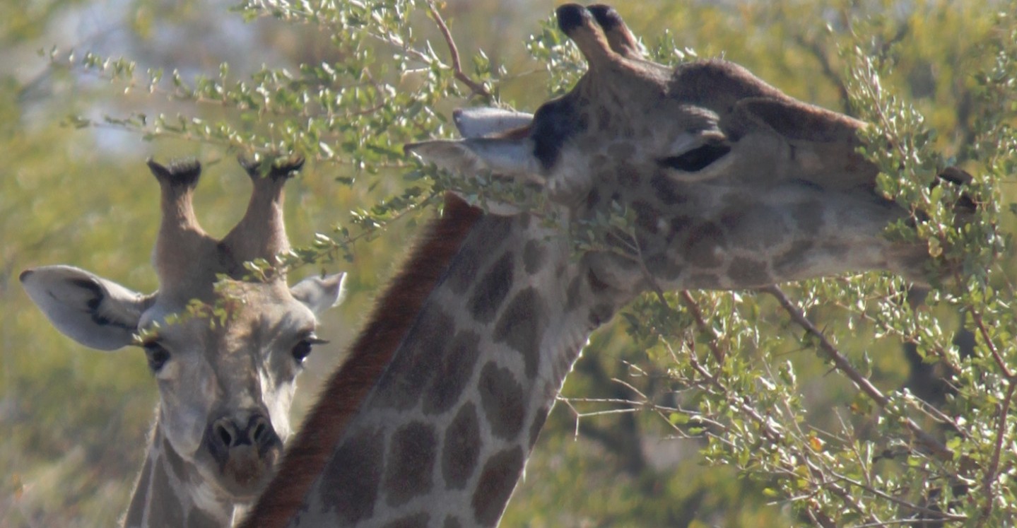 Namibie_Etosha1_2015_Img0005