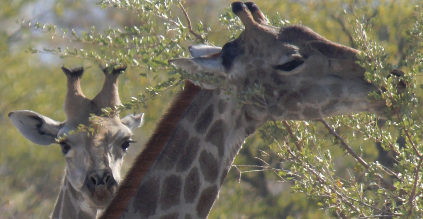 Namibie_Etosha1_2015_Img0005