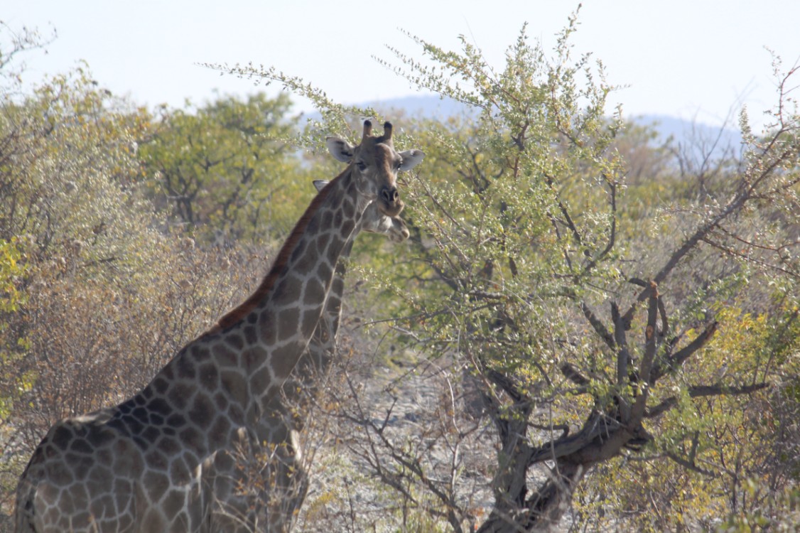 Namibie_Etosha1_2015_Img0007