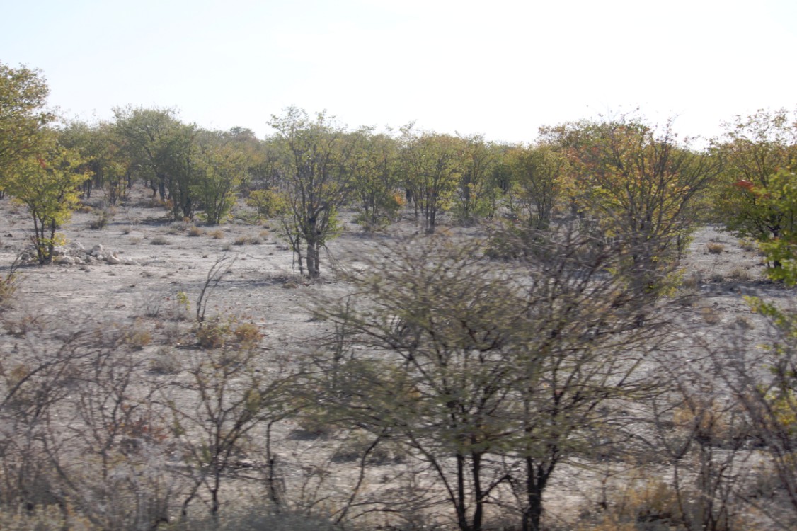 Namibie_Etosha1_2015_Img0008