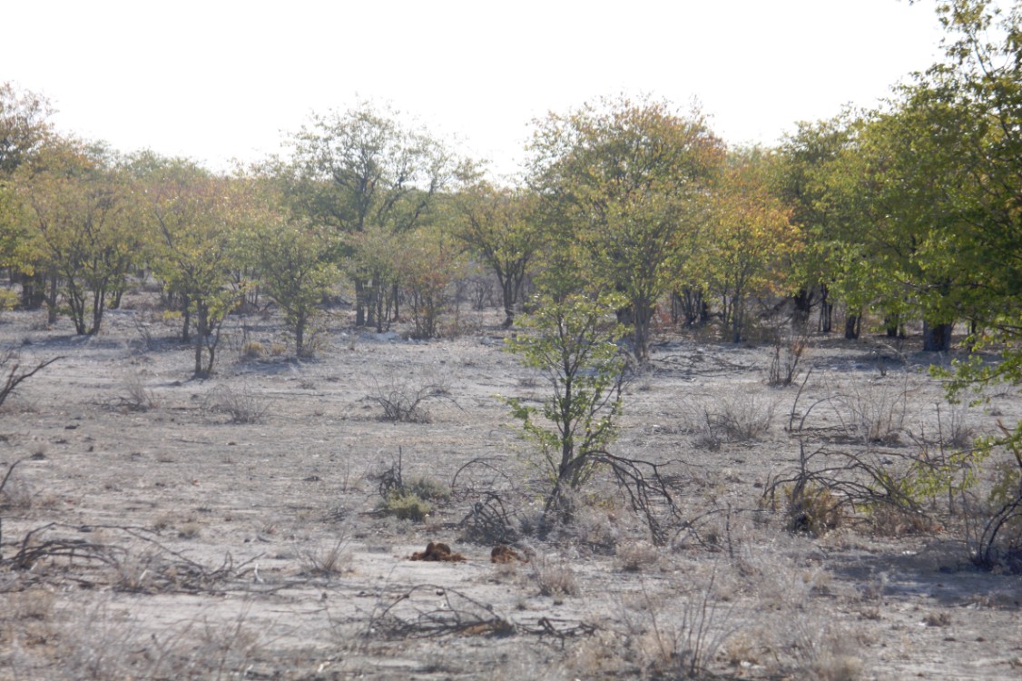 Namibie_Etosha1_2015_Img0009