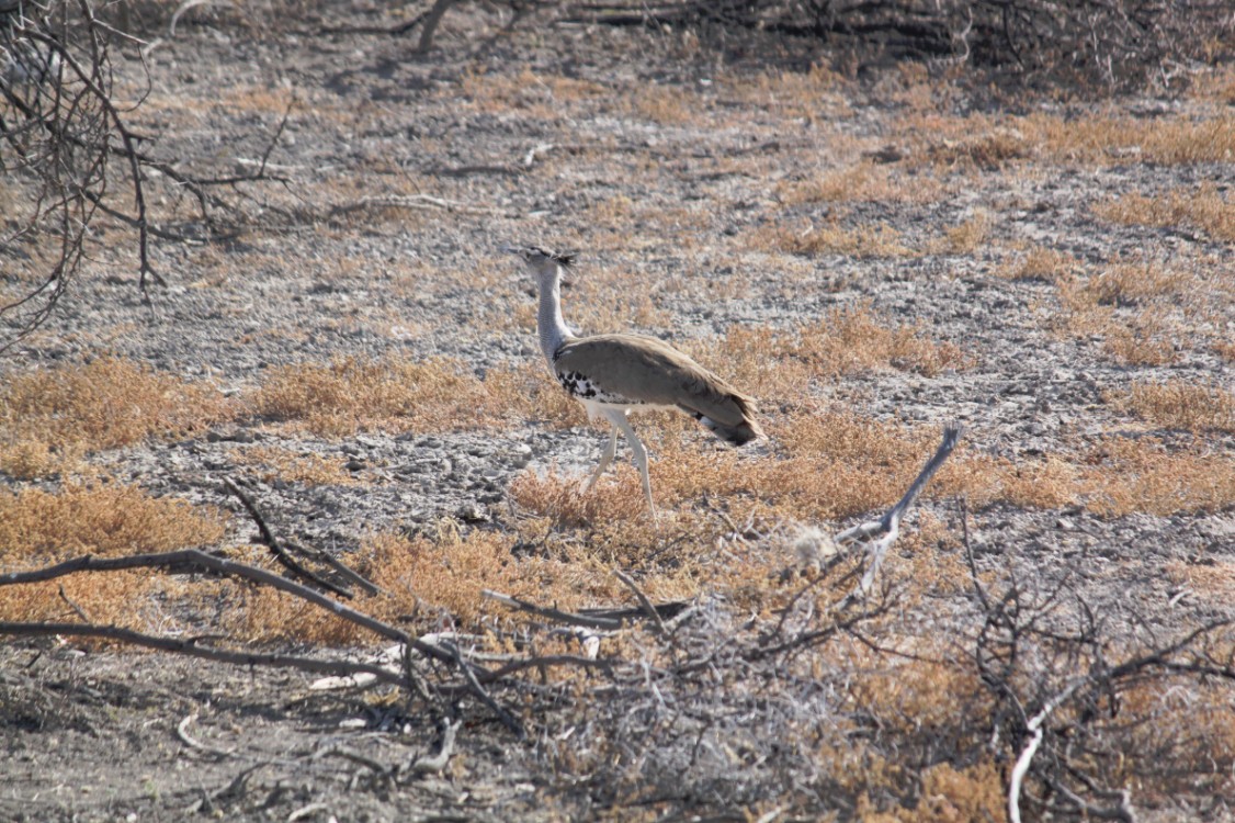 Namibie_Etosha1_2015_Img0010