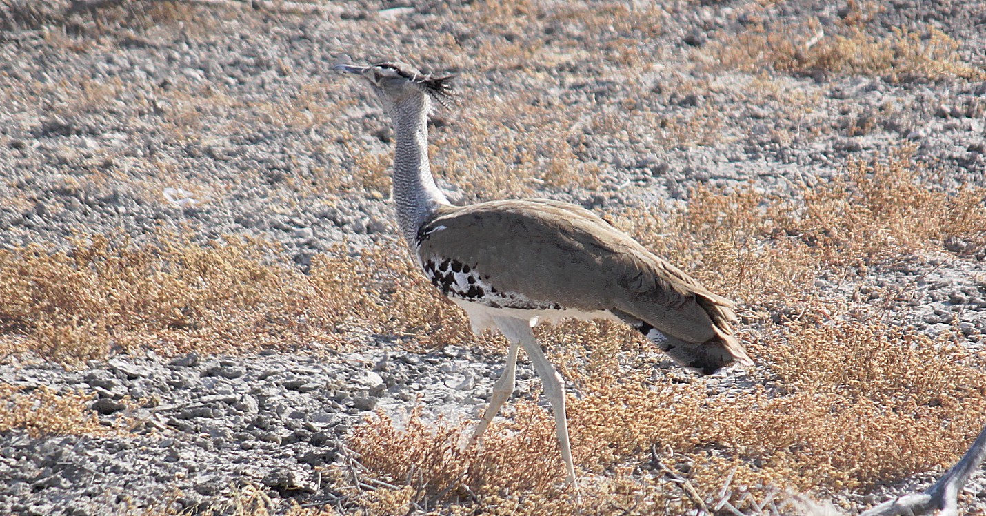 Namibie_Etosha1_2015_Img0011