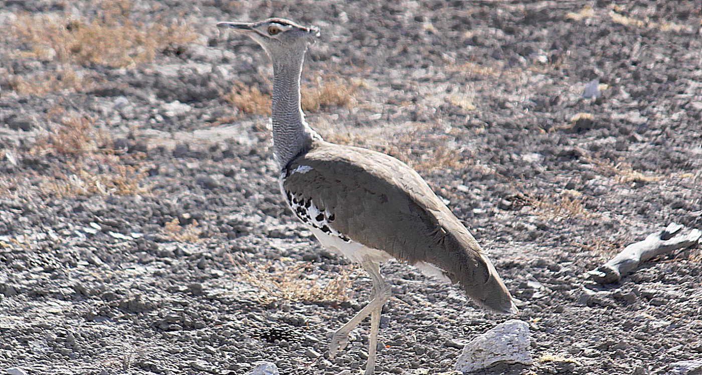 Namibie_Etosha1_2015_Img0012