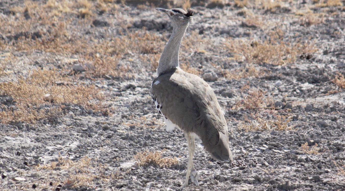 Namibie_Etosha1_2015_Img0013