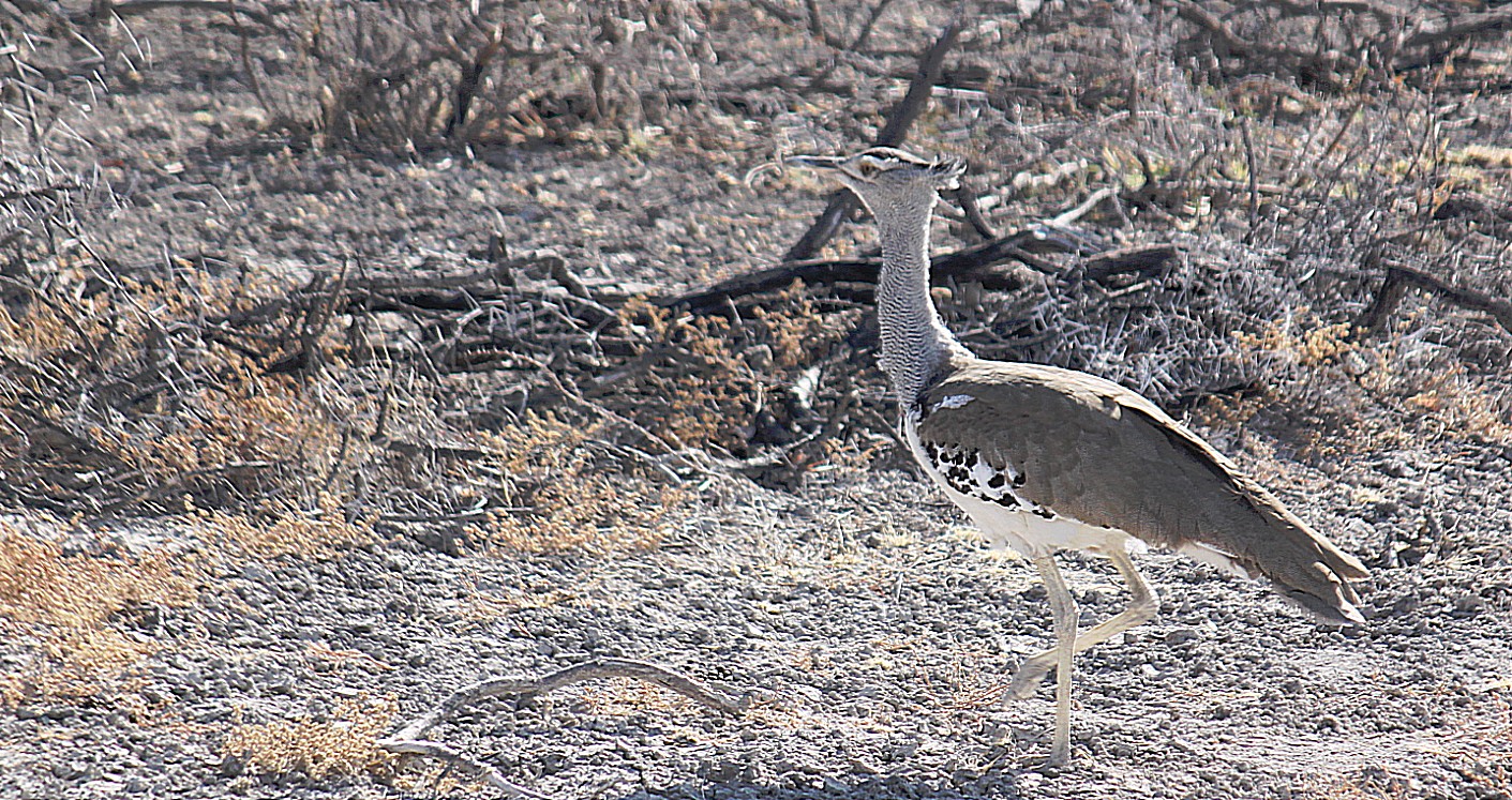 Namibie_Etosha1_2015_Img0014