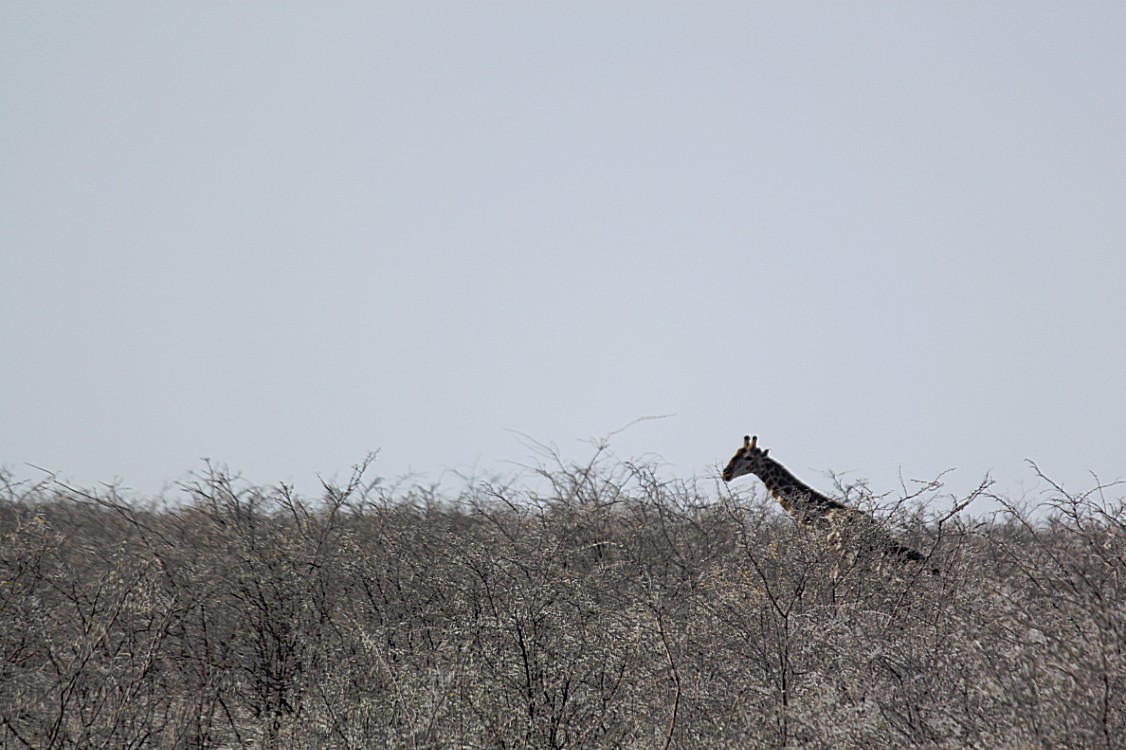 Namibie_Etosha1_2015_Img0016