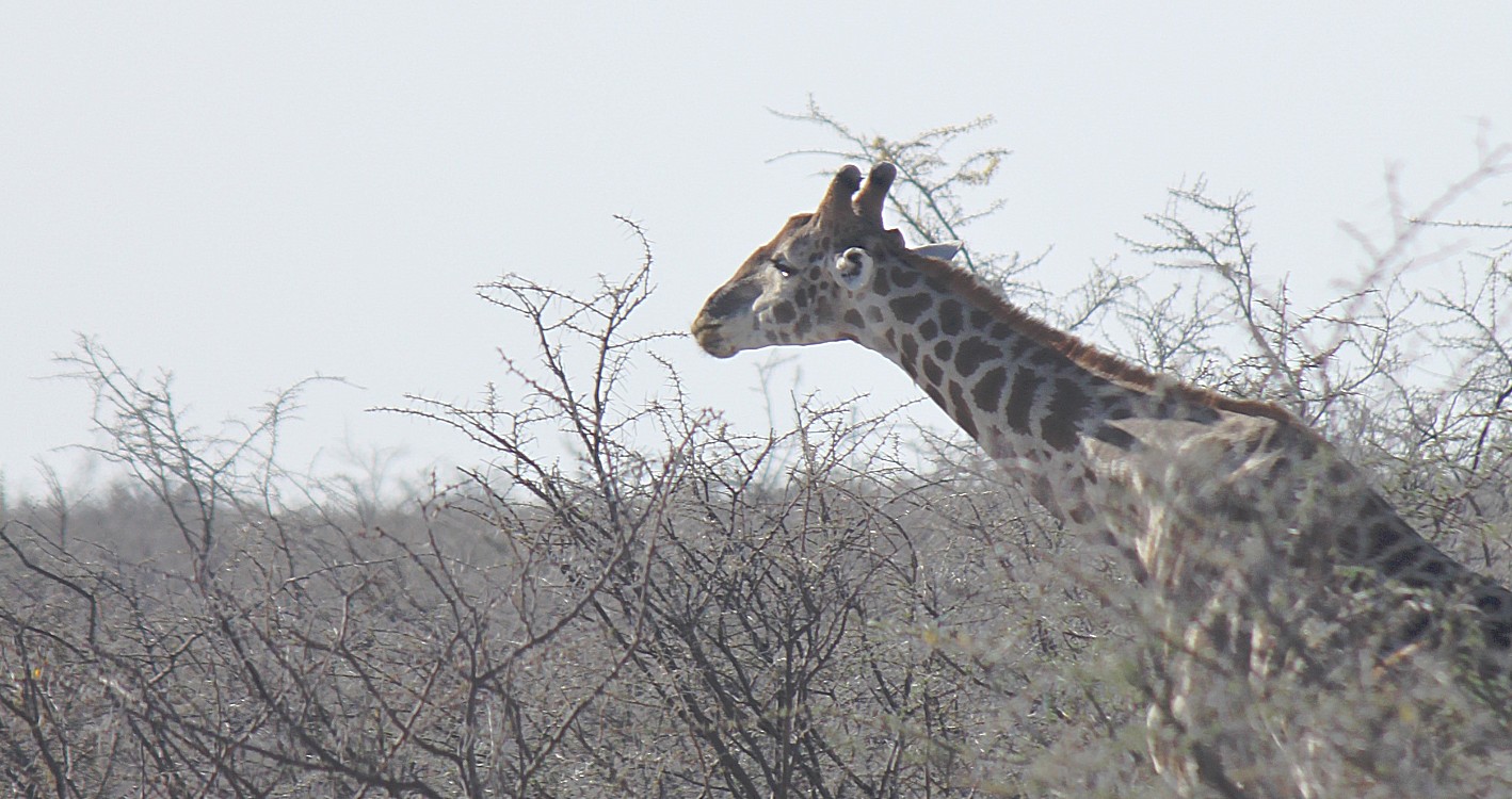 Namibie_Etosha1_2015_Img0017