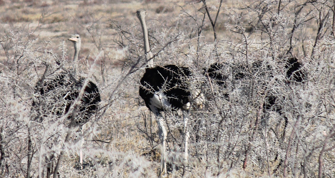 Namibie_Etosha1_2015_Img0018