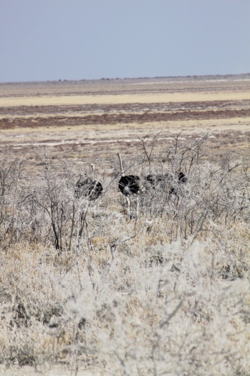 Namibie_Etosha1_2015_Img0019