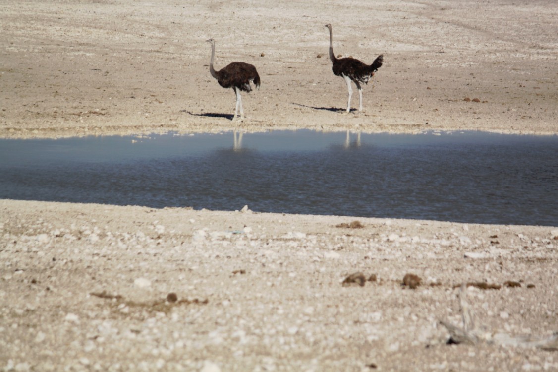 Namibie_Etosha1_2015_Img0020