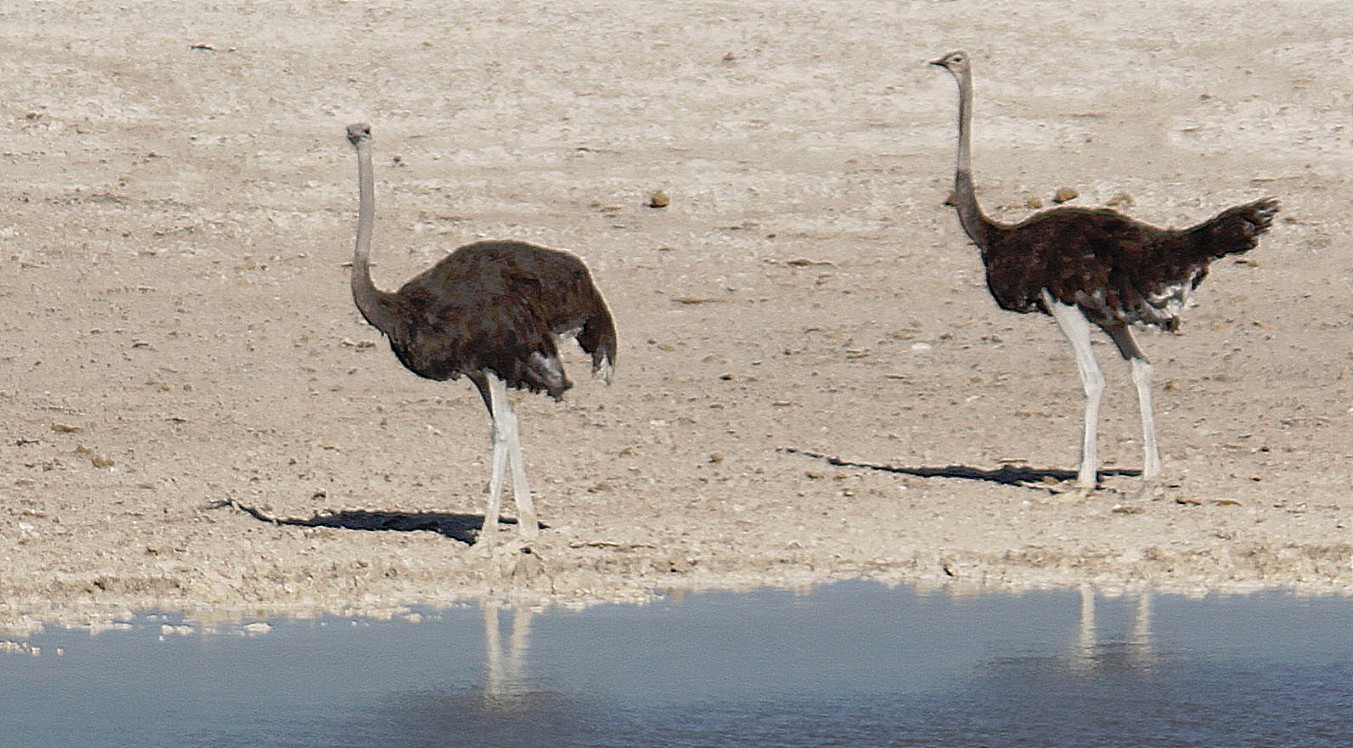 Namibie_Etosha1_2015_Img0021