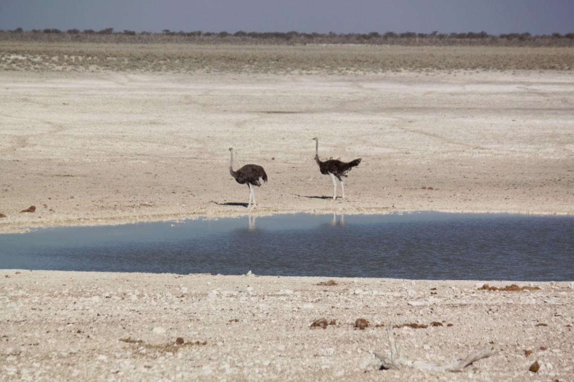 Namibie_Etosha1_2015_Img0022