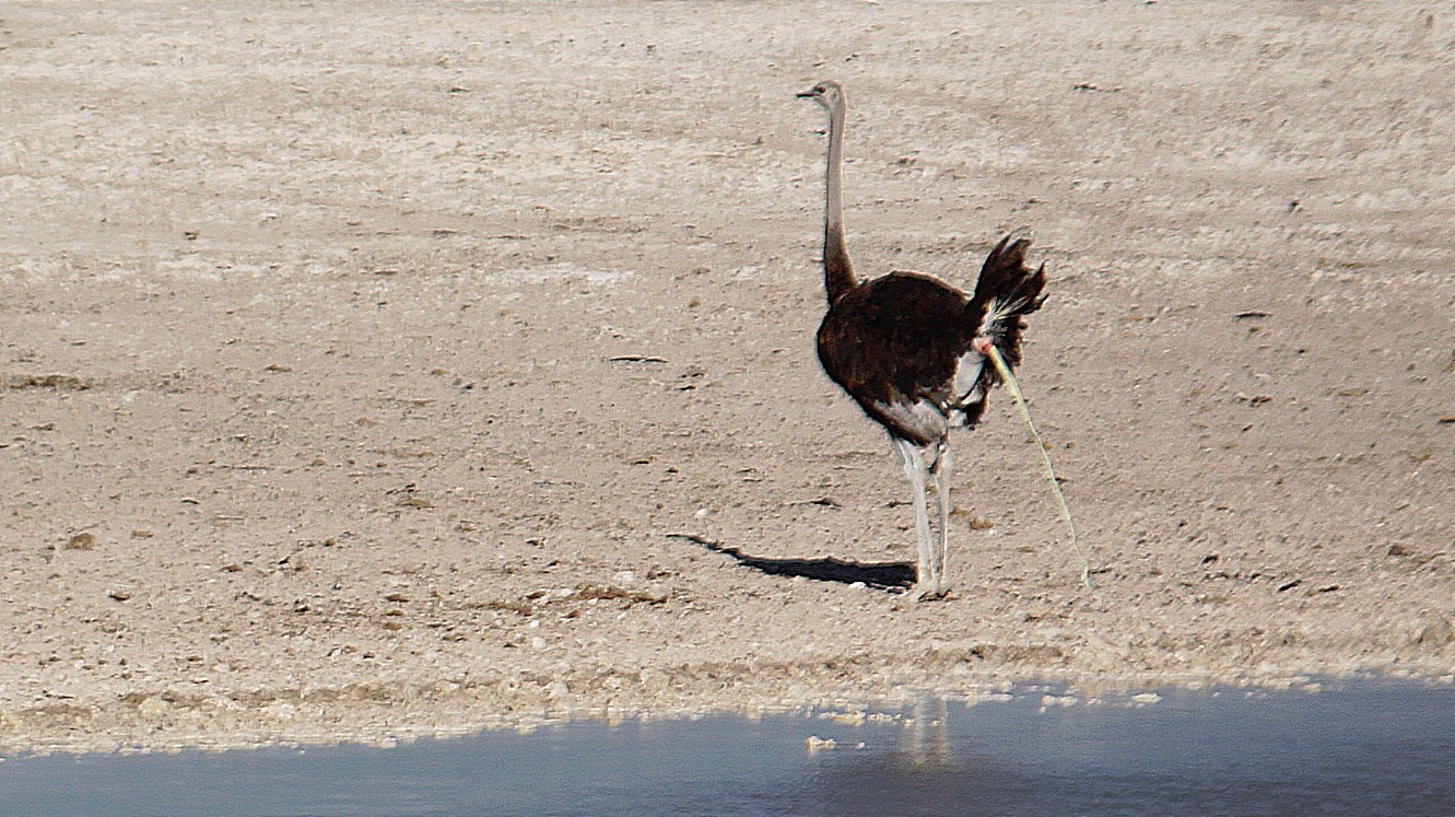 Namibie_Etosha1_2015_Img0023