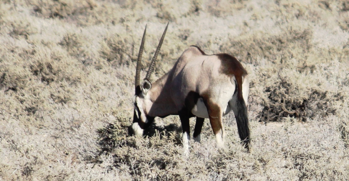 Namibie_Etosha1_2015_Img0024