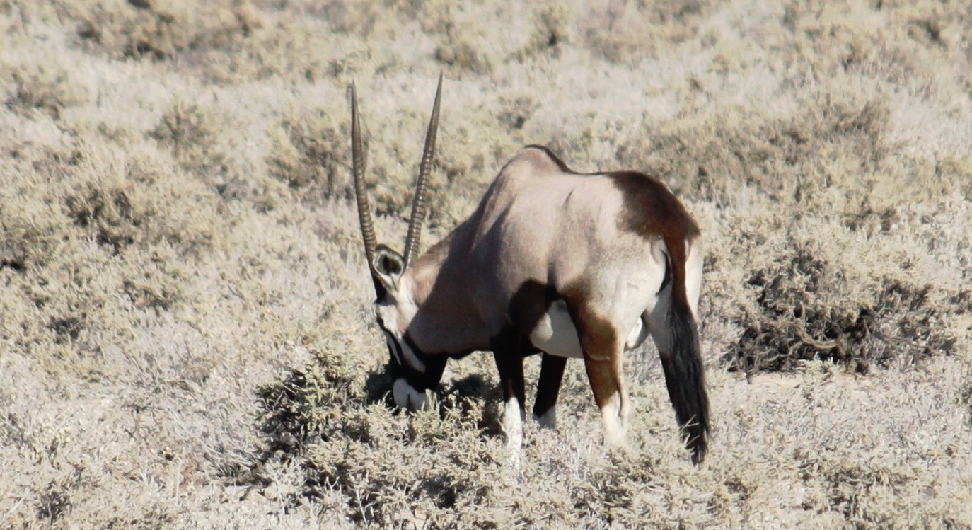 Namibie_Etosha1_2015_Img0025