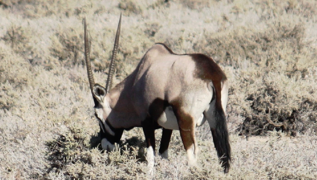 Namibie_Etosha1_2015_Img0026