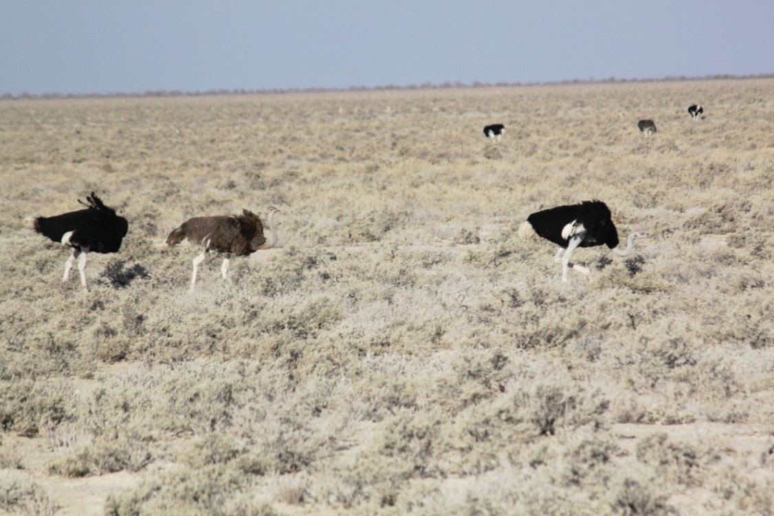 Namibie_Etosha1_2015_Img0027