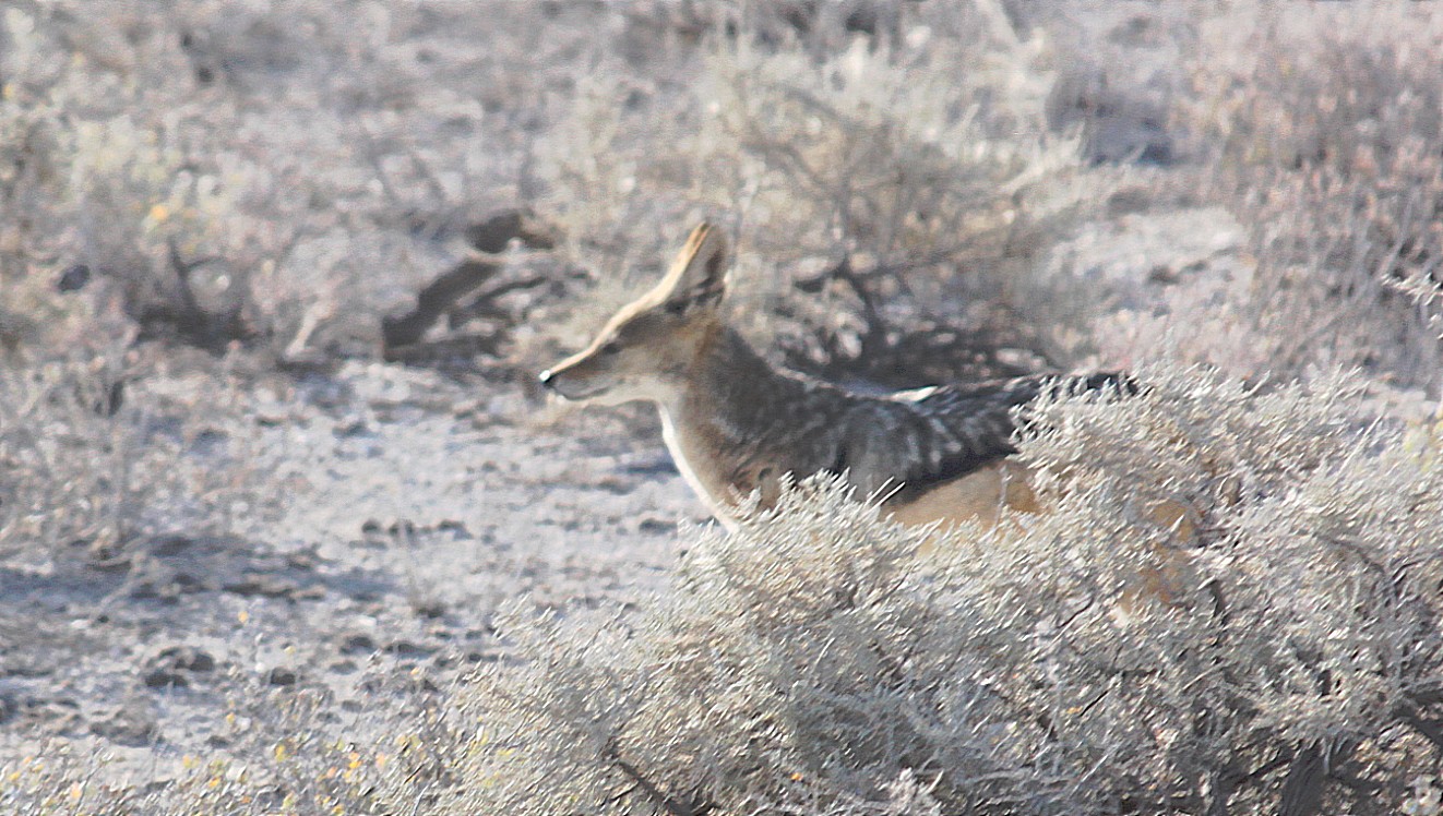 Namibie_Etosha1_2015_Img0028