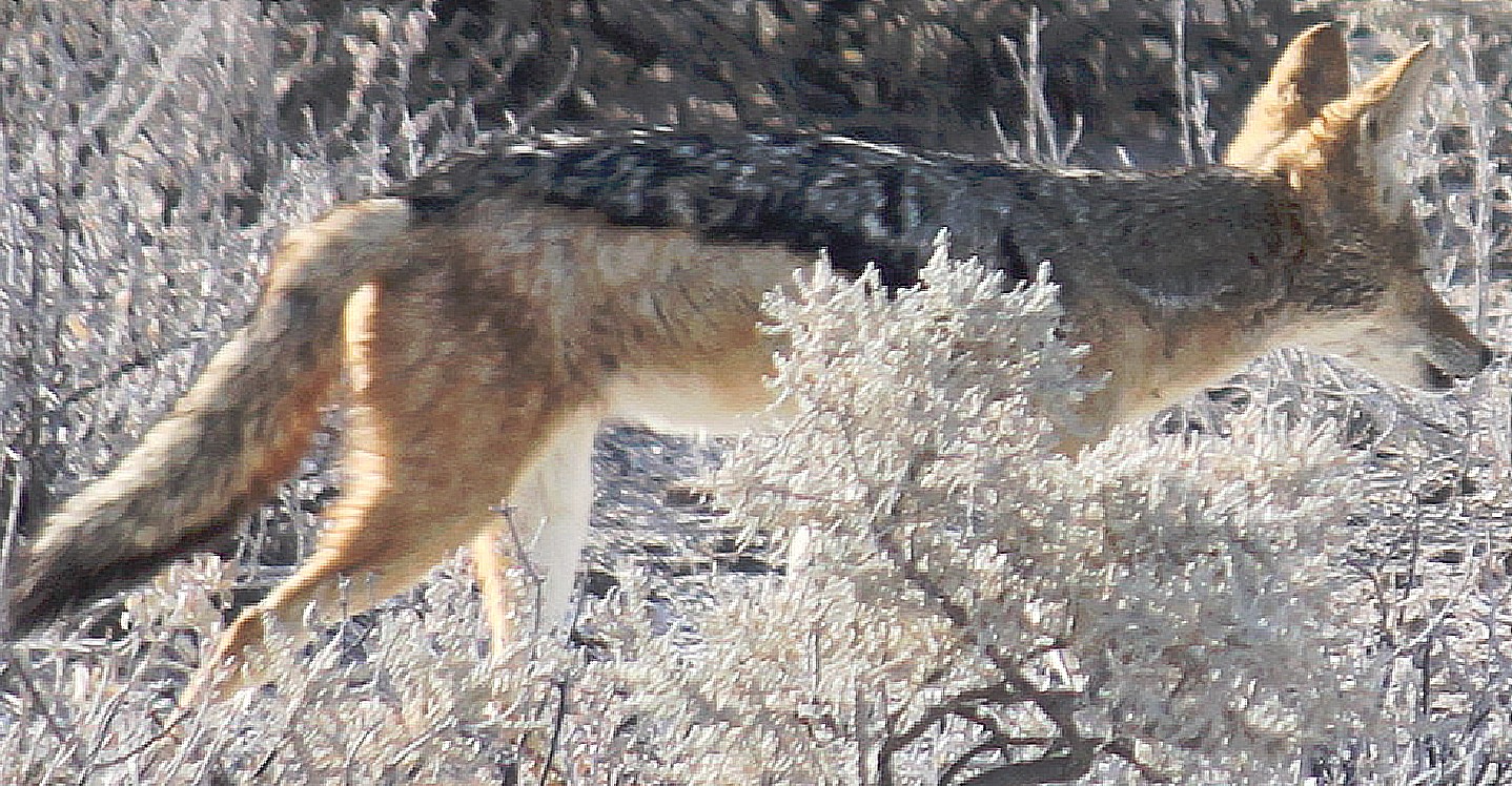 Namibie_Etosha1_2015_Img0029