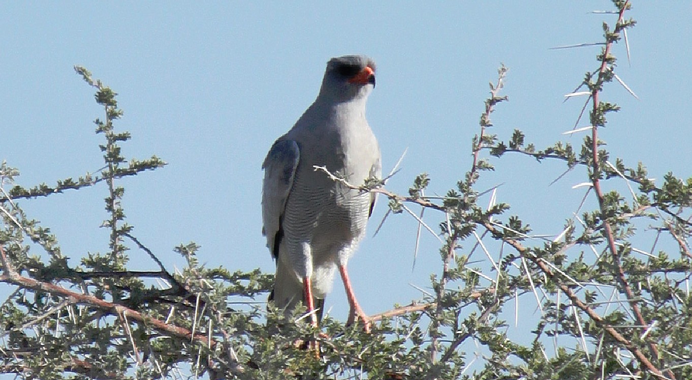 Namibie_Etosha1_2015_Img0030