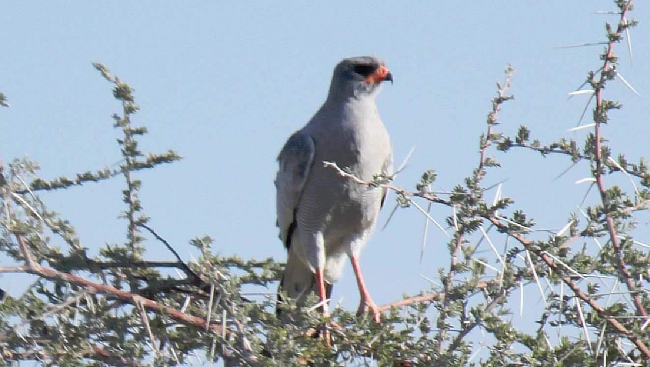 Namibie_Etosha1_2015_Img0031