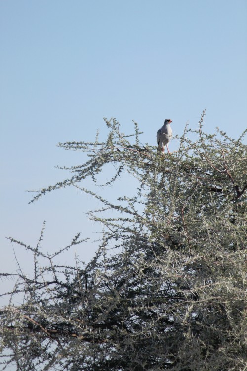 Namibie_Etosha1_2015_Img0032