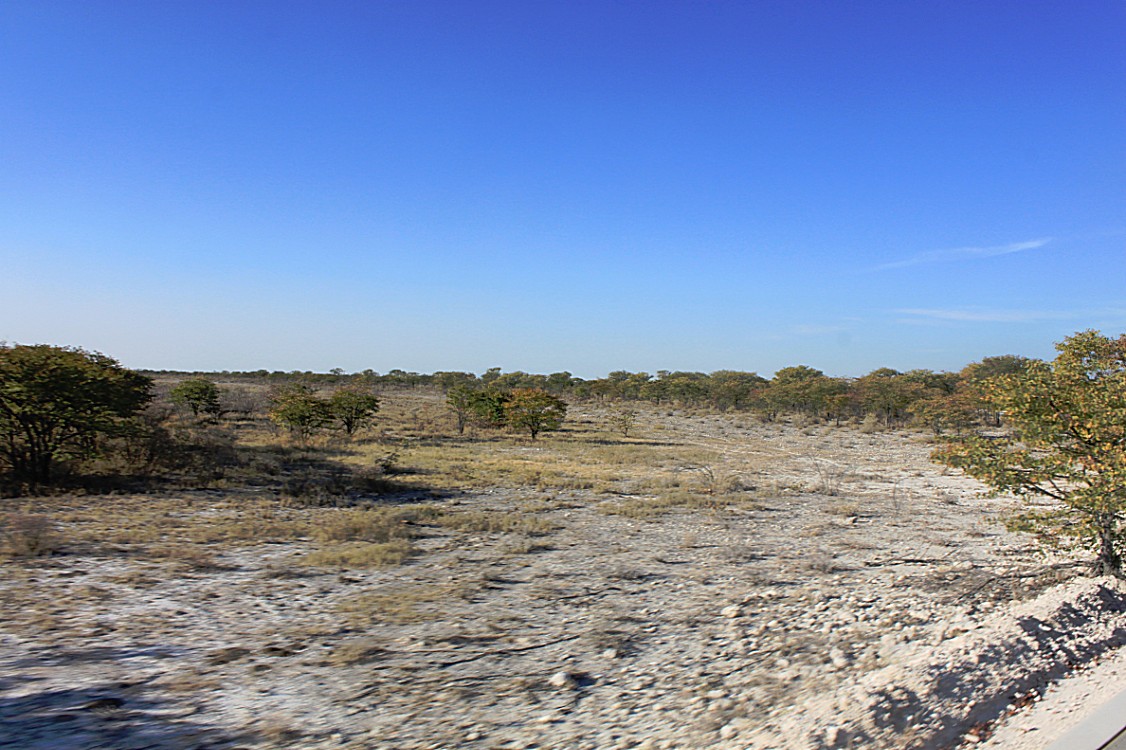 Namibie_Etosha1_2015_Img0033