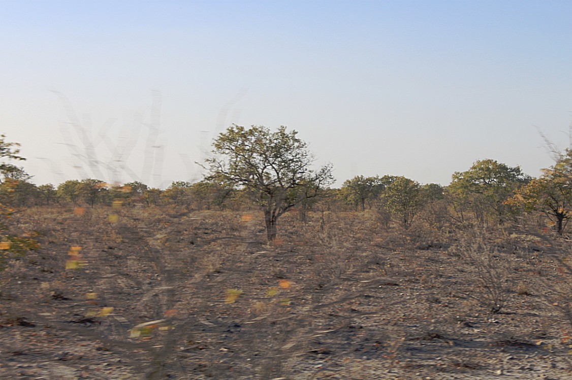 Namibie_Etosha1_2015_Img0034