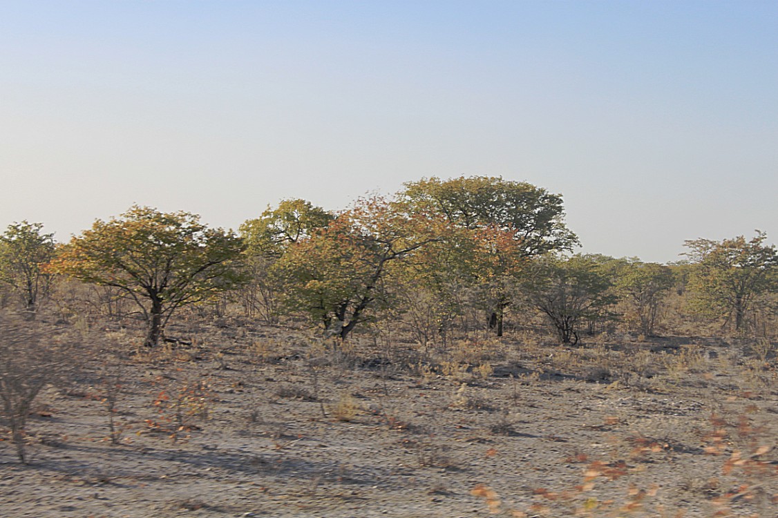 Namibie_Etosha1_2015_Img0035