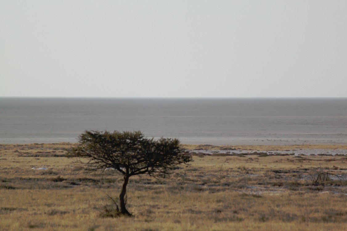 Namibie_Etosha1_2015_Img0037