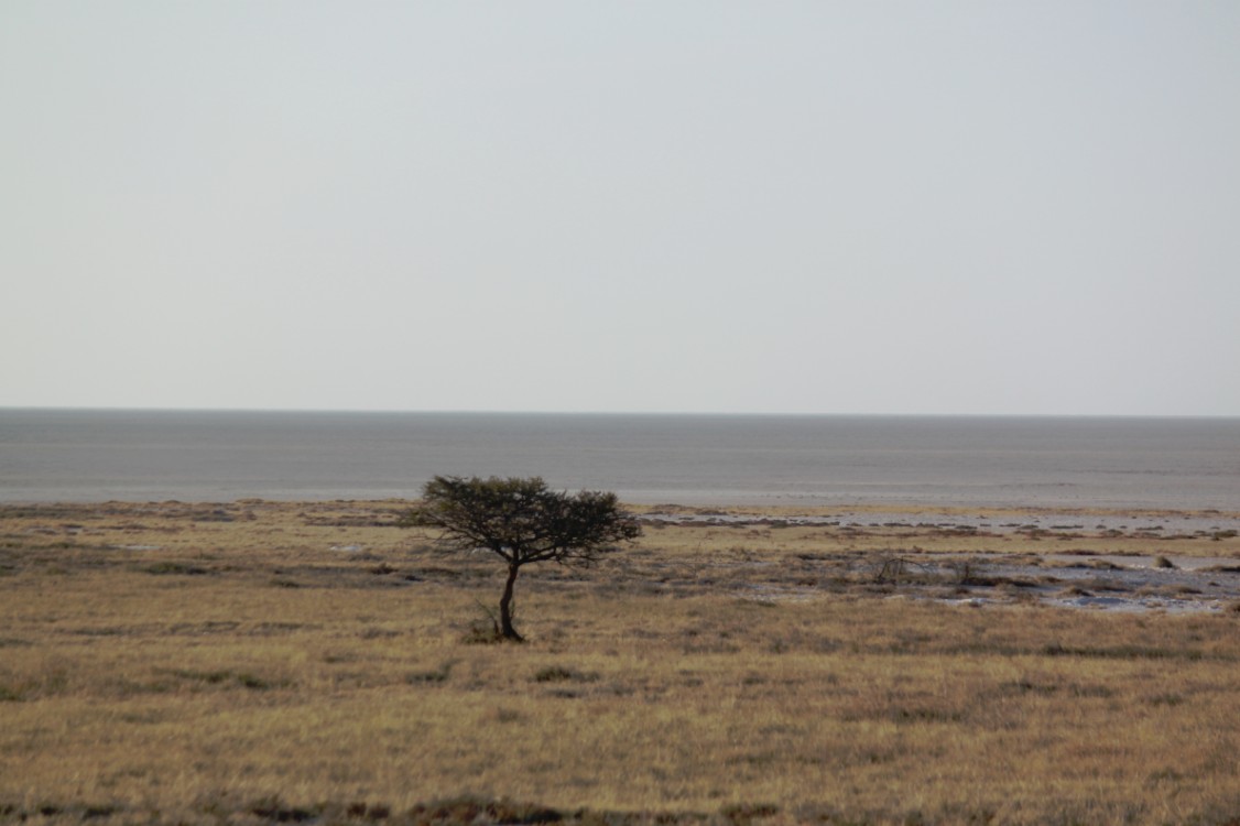 Namibie_Etosha1_2015_Img0038