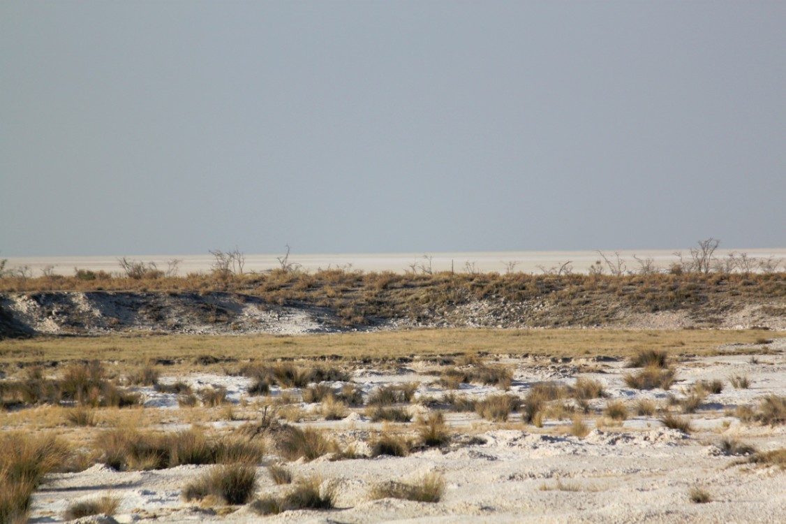 Namibie_Etosha1_2015_Img0039