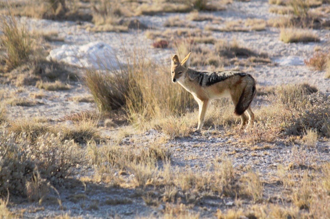 Namibie_Etosha1_2015_Img0040