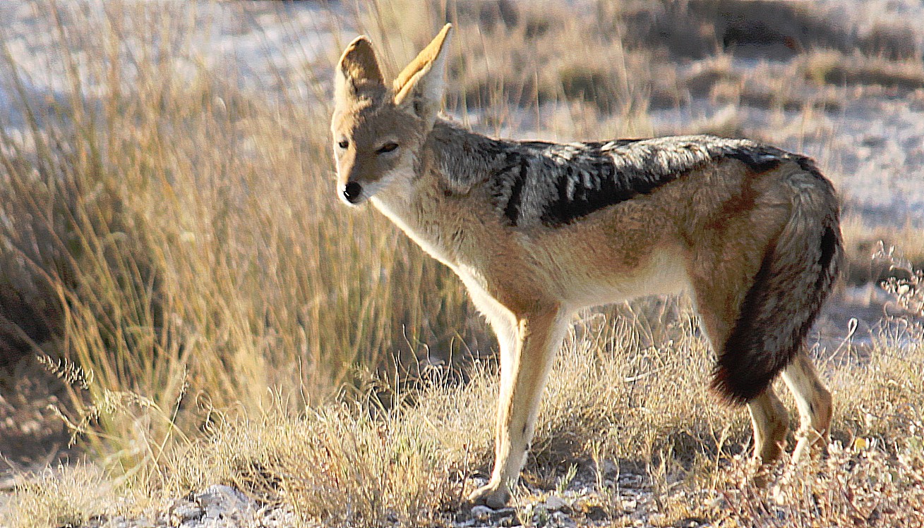 Namibie_Etosha1_2015_Img0041