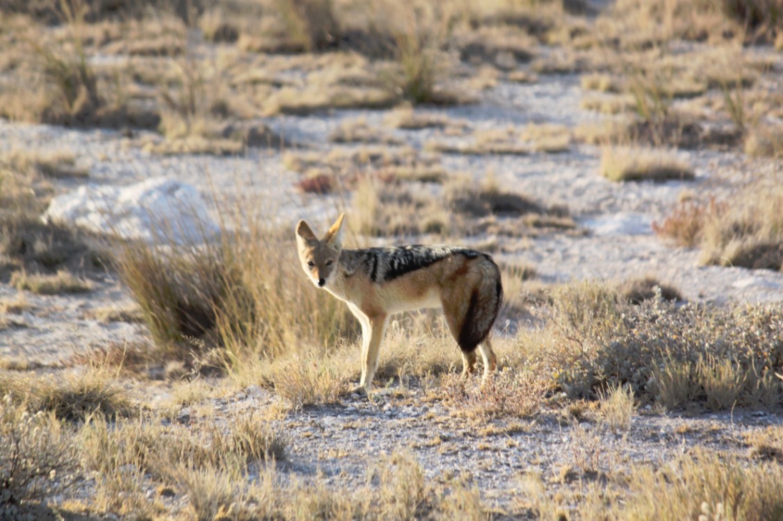 Namibie_Etosha1_2015_Img0042